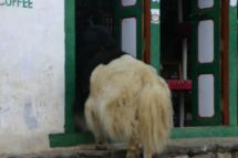 IMG_8446 Yak in Laden.jpg